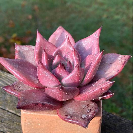 Echeveria agavoides Romeo SP