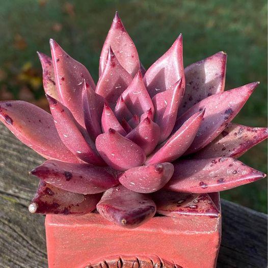 Echeveria agavoides 'Romeo' SP（with pot）