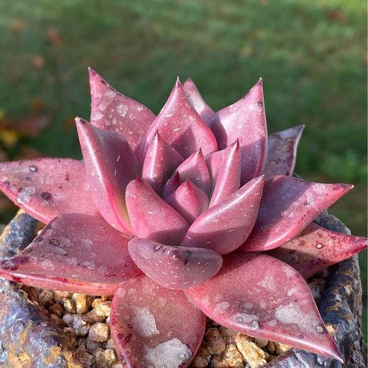 Echeveria agavoides Romeo SP