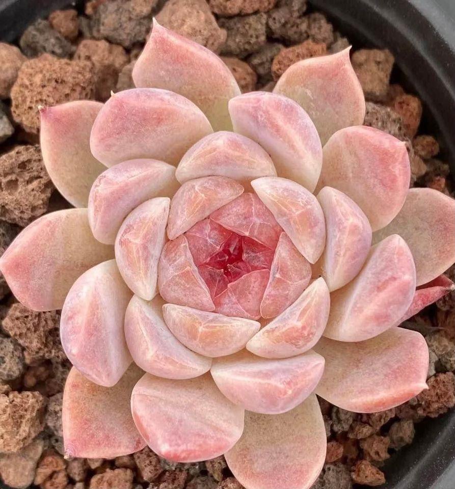 Echeveria Apparition