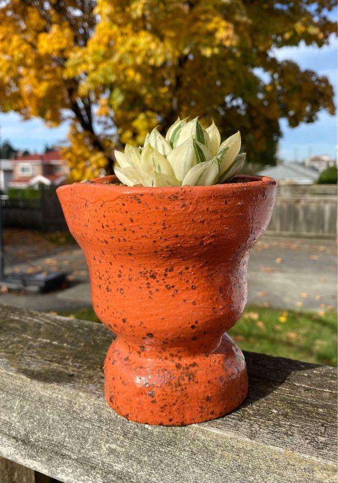 Haworthia vaeiegata（with pot）