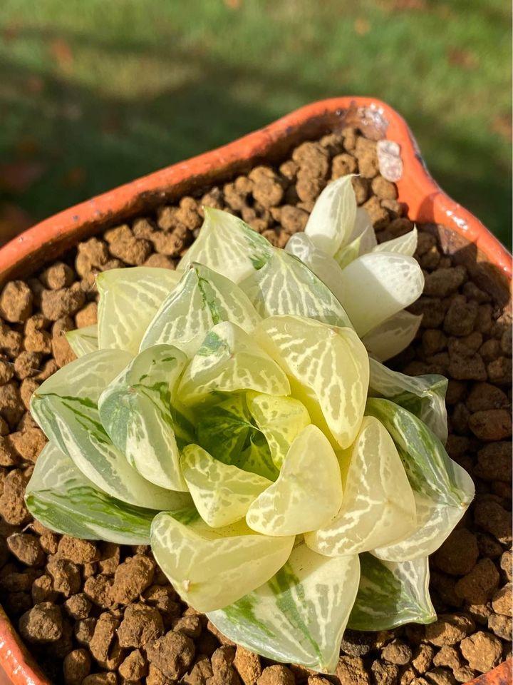 Haworthia vaeiegata（with pot）