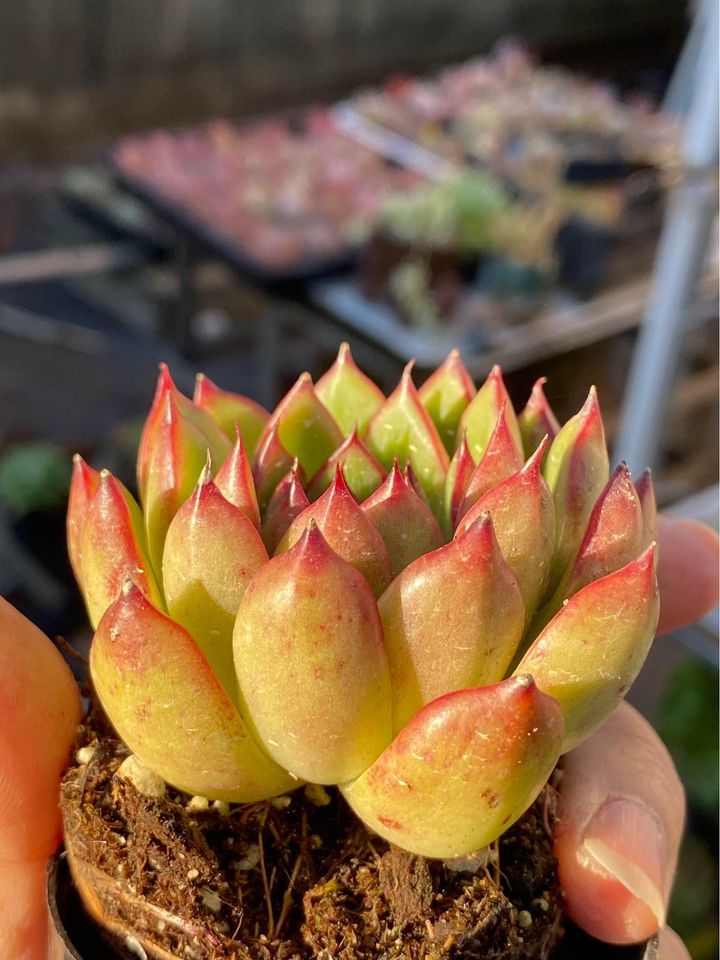 Products Echeveria agavoides× pulidonis