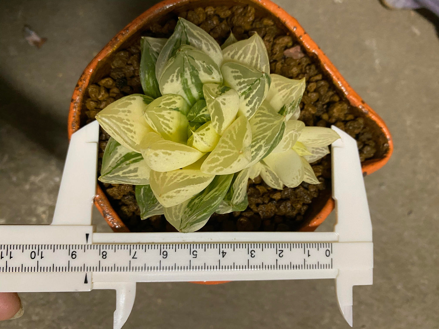 Haworthia vaeiegata（with pot）