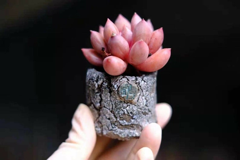 Handcrafted succulent pot - Mountain Rock series